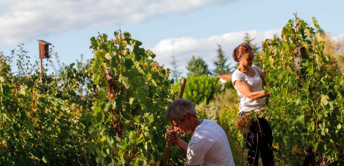 Delphine Vinet et son mari Benoit dans les vignes du domaine Emile Grelier